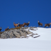 Photo de Chamois