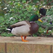 Photo de Canard colvert