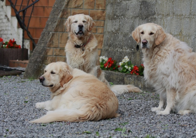 Photo de Golden retriever