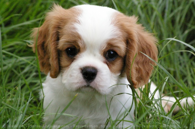 Photo de Cavalier king charles spaniel