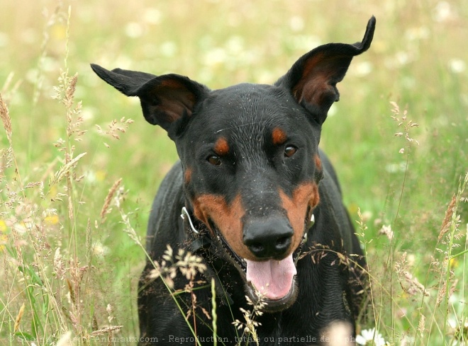 Photo de Dobermann