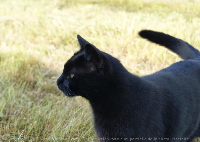 Photo de Chat domestique