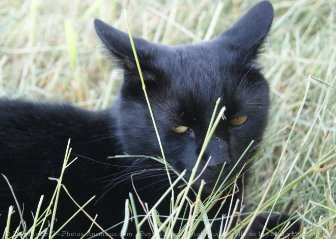 Photo de Chat domestique