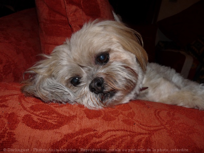 Photo de Lhassa apso