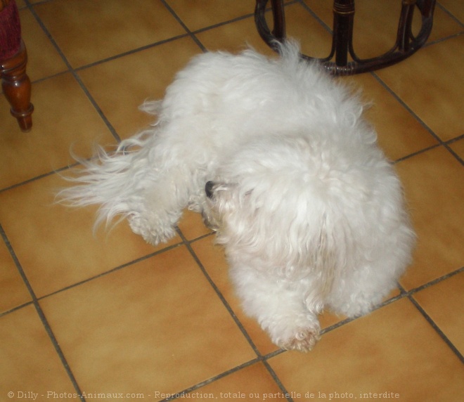 Photo de Coton de tulear