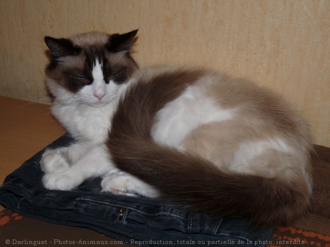 Photo de Ragdoll