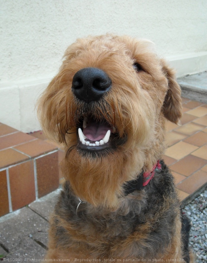 Photo d'Airedale terrier