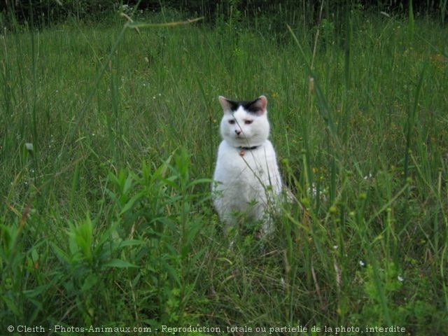 Photo de Chat domestique