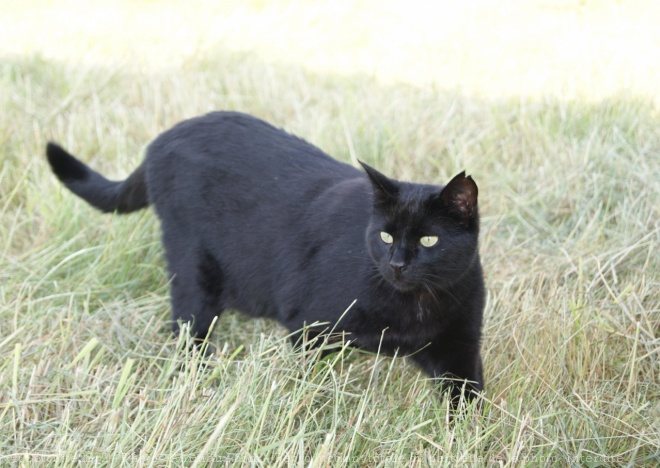 Photo de Chat domestique