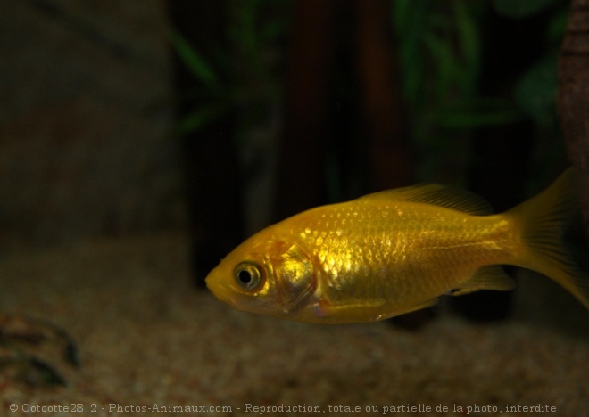 Photo de Poissons rouges