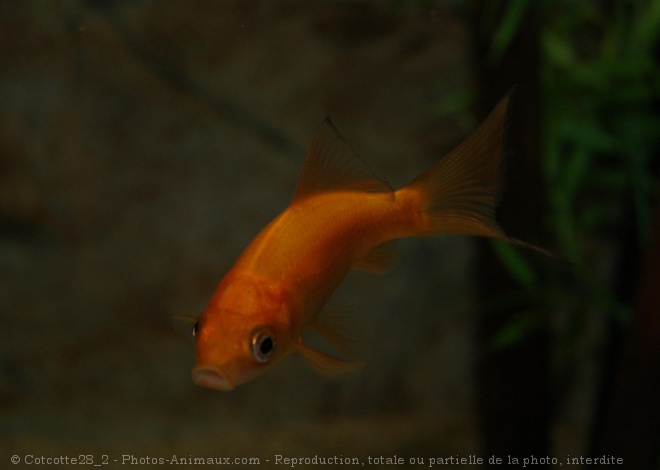 Photo de Poissons rouges