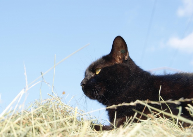 Photo de Chat domestique