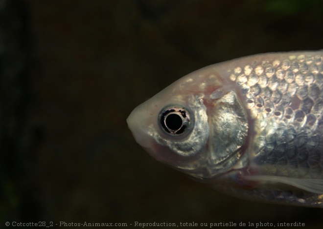 Photo de Poissons rouges