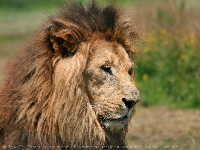 Photo de Lion