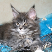 Photo de Maine coon