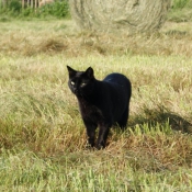 Photo de Chat domestique