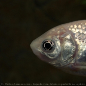 Photo de Poissons rouges