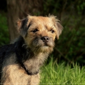 Photo de Border terrier