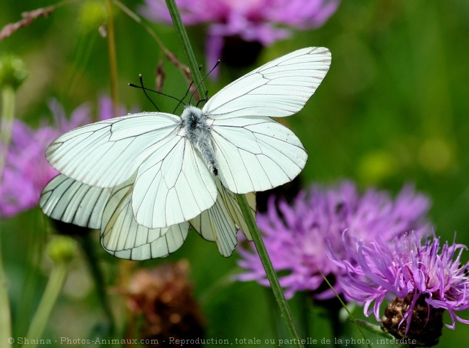 Photo de Papillon - le gaz