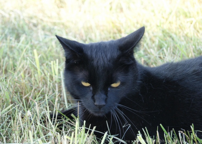 Photo de Chat domestique