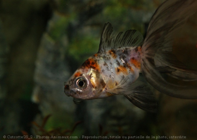 Photo de Poissons rouges