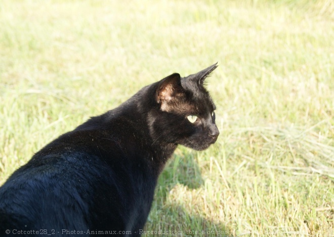 Photo de Chat domestique