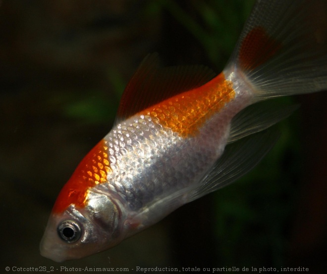 Photo de Poissons rouges