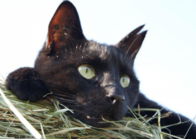 Photo de Chat domestique