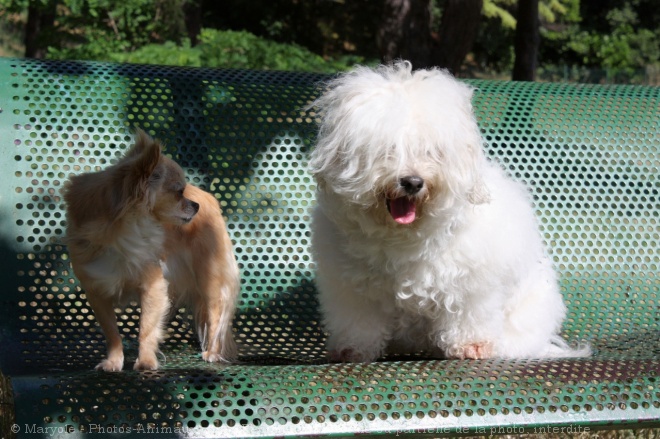 Photo de Races diffrentes