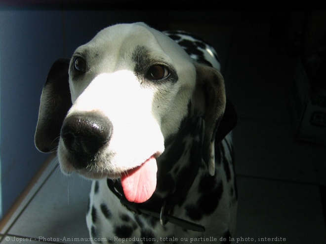 Photo de Dalmatien