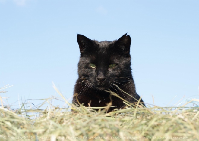 Photo de Chat domestique