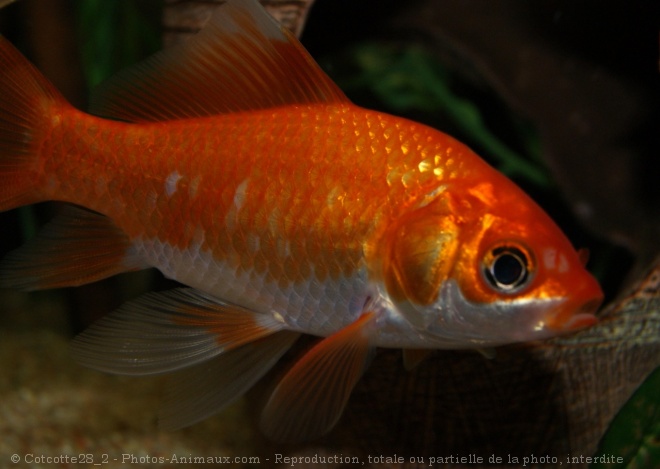 Photo de Poissons rouges