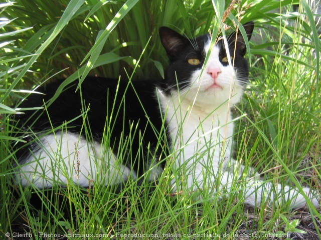 Photo de Chat domestique