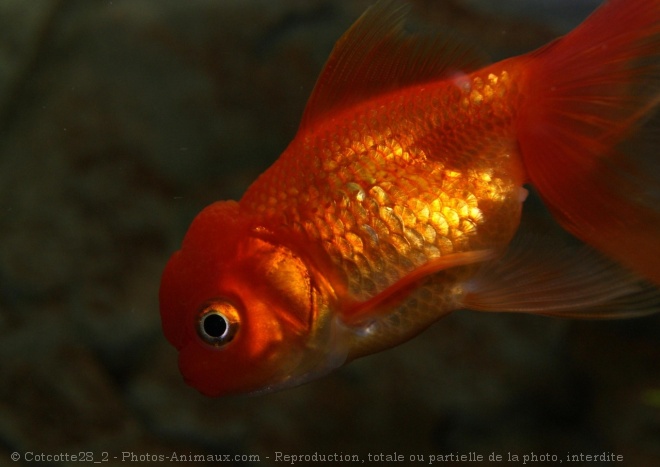 Photo de Poissons rouges