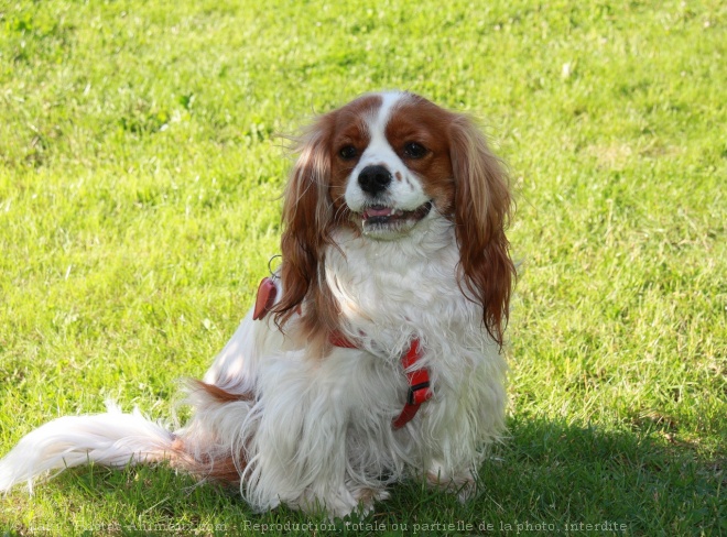 Photo de Cavalier king charles spaniel