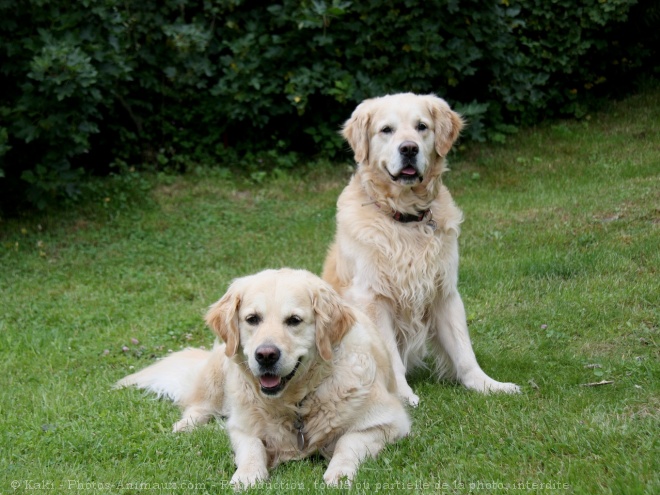 Photo de Golden retriever