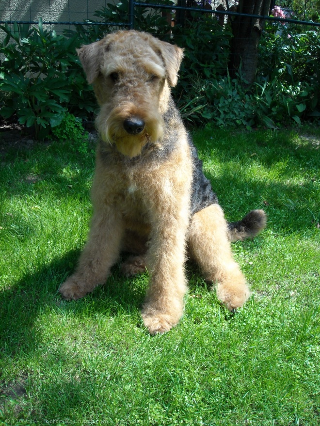 Photo d'Airedale terrier