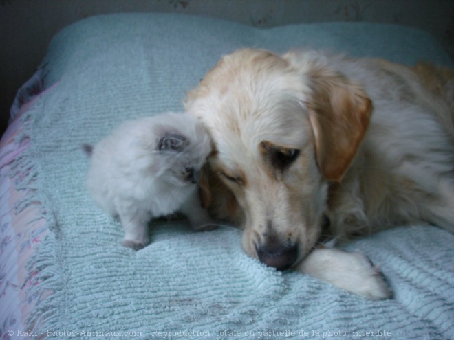 Photo de Golden retriever