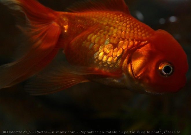 Photo de Poissons rouges