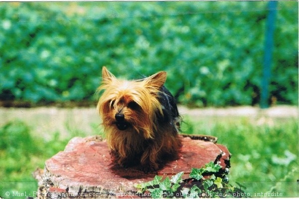 Photo de Yorkshire terrier