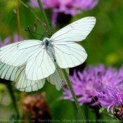 Photo de Papillon - le gaz