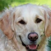 Photo de Golden retriever