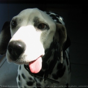 Photo de Dalmatien