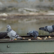 Photo de Pigeon