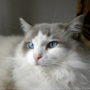 Photo de Ragdoll