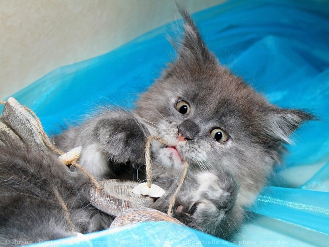 Photo de Maine coon