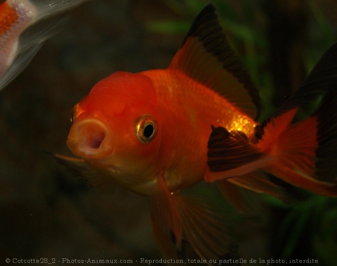 Photo de Poissons rouges