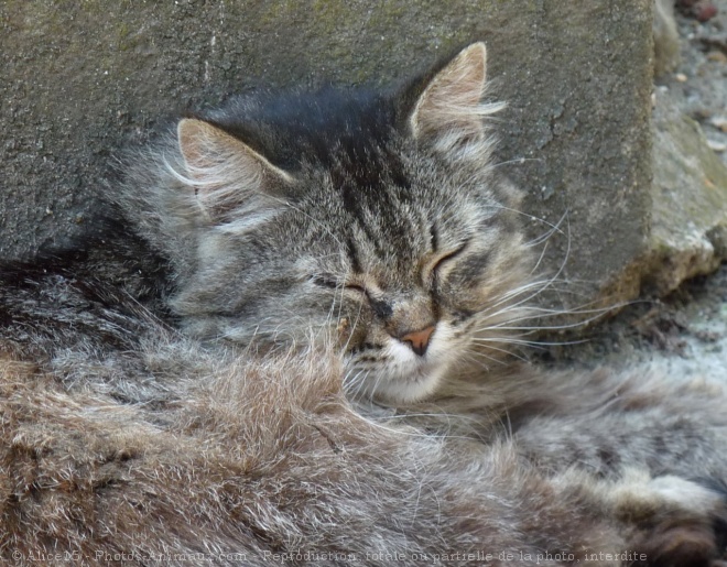 Photo de Chat domestique