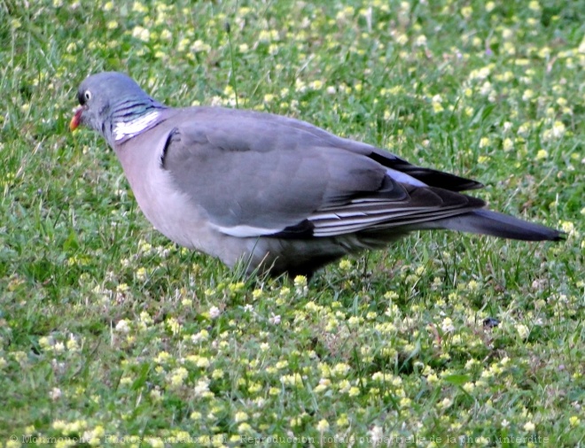 Photo de Pigeon