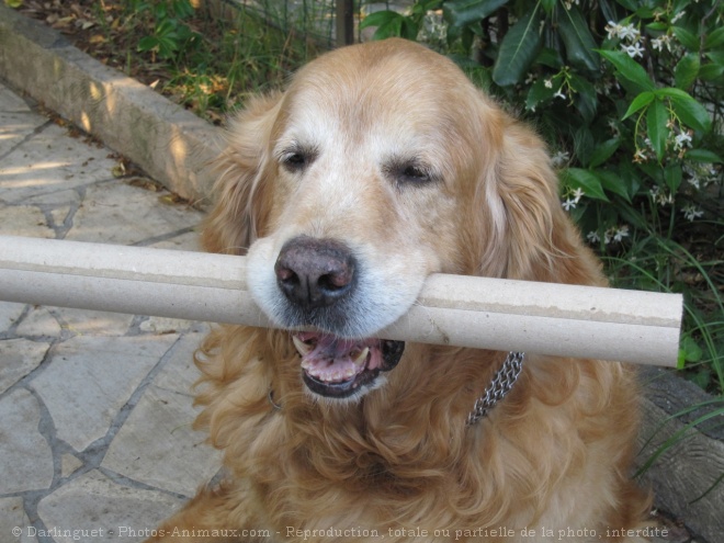 Photo de Golden retriever